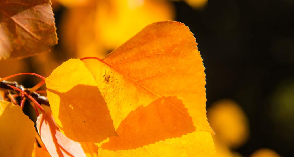 Autumn Leaves credit Will Nelson