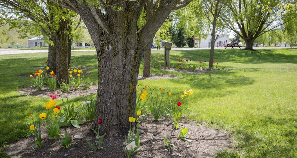 Lauder Flowers credit Geoff Marks