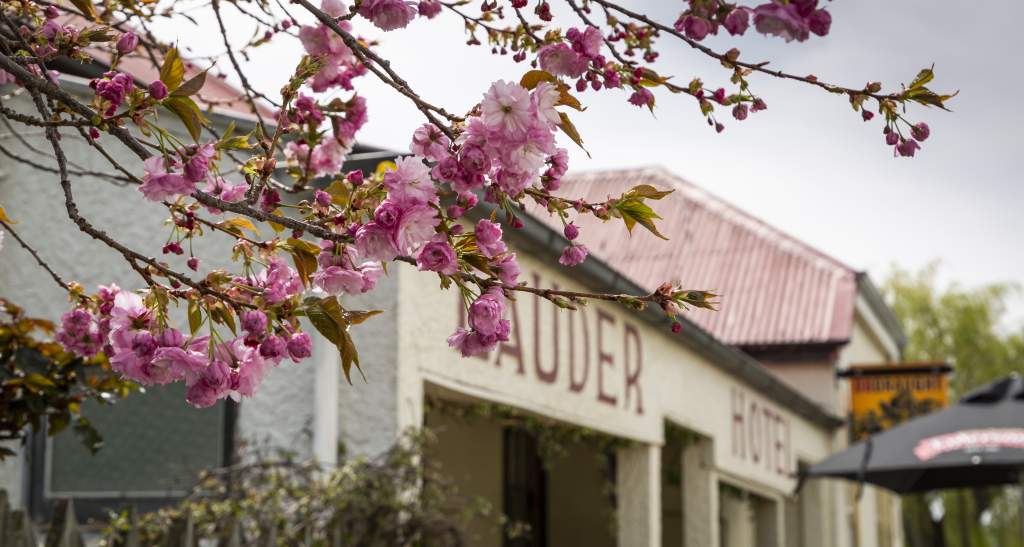 Lauder Hotel Blossoms 2 credit Geoff Marks