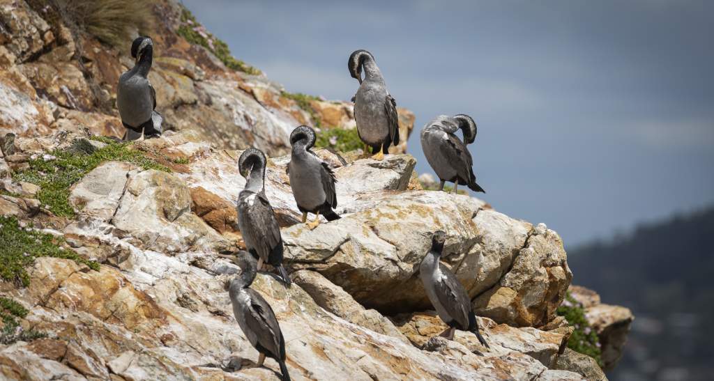 Wildlife on the Port to Port Ferry Dunedin credit Geoff Marks 693